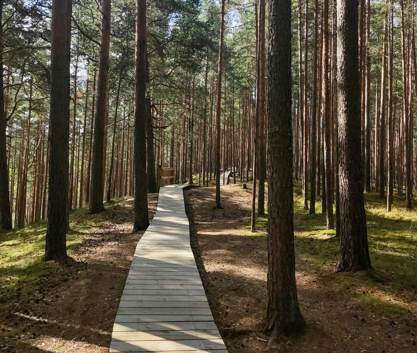 Houten vlonderpad door een zonnig dennenbos